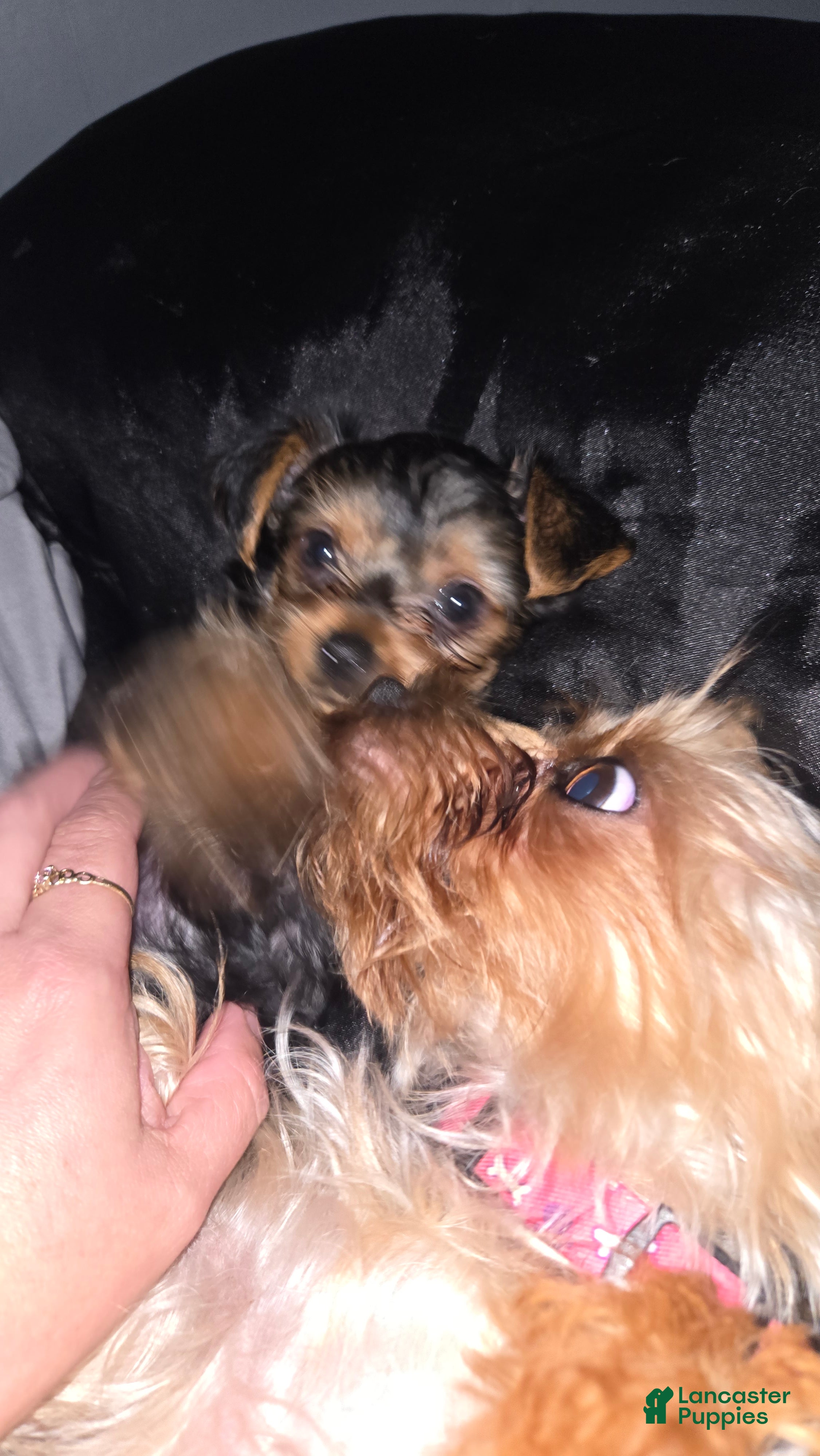 Yorkshire Terrier dogs Molly - Ad 2