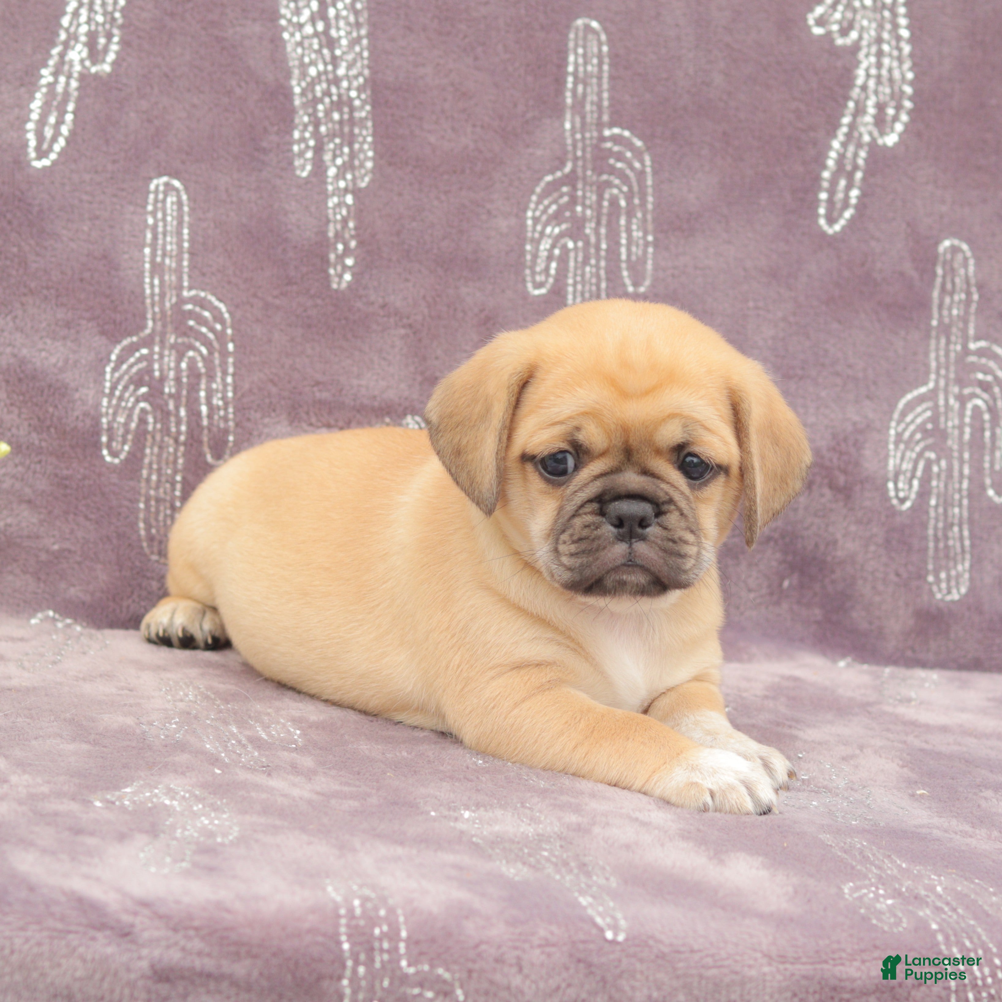 Puggle dogs Rita - Ad 1