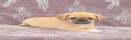 Puggle dogs for sale: Rita - Ad 1