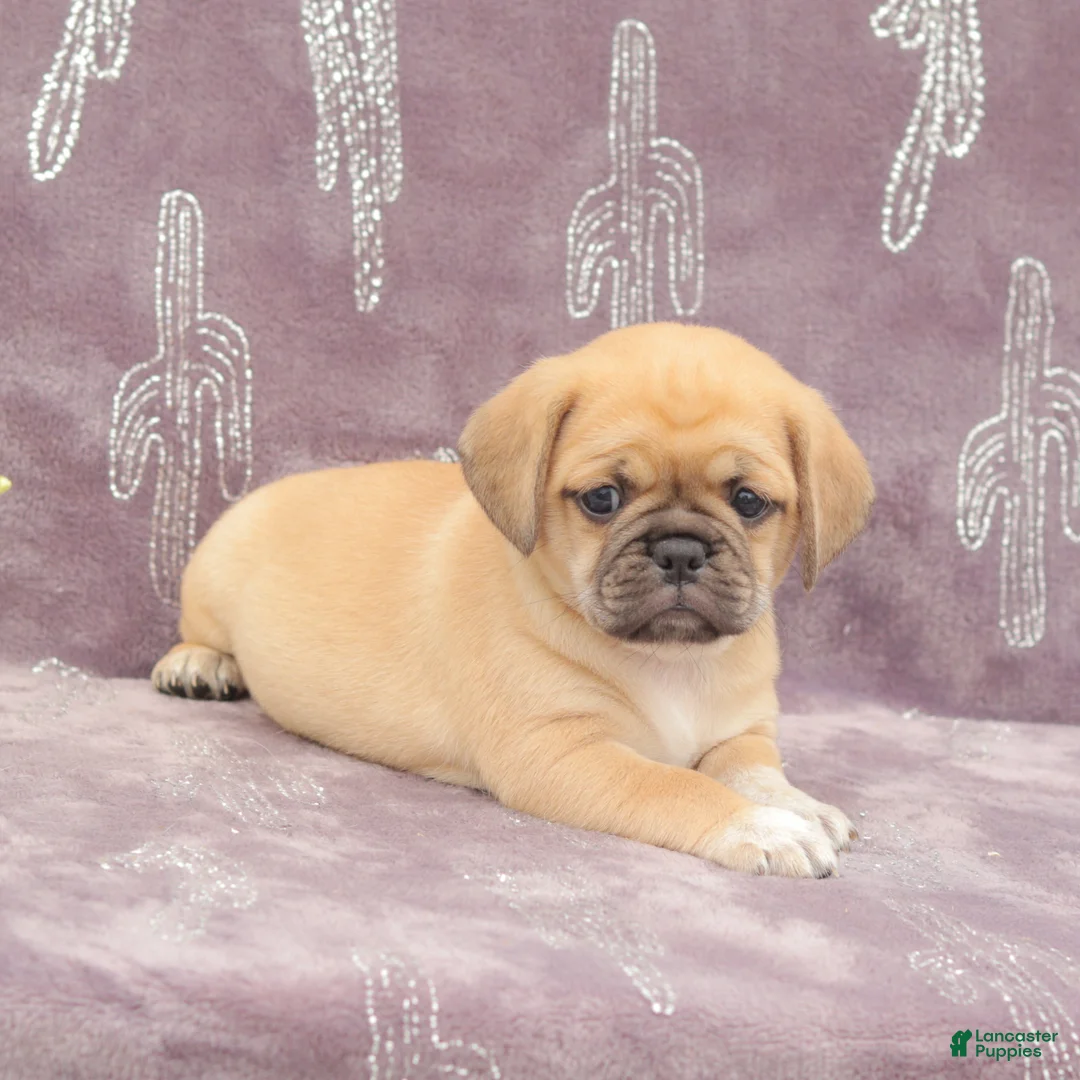Puggle dogs for sale: Rita - Ad 1