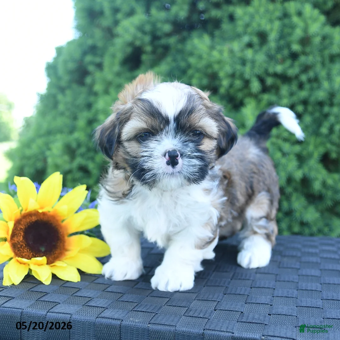 Shih Tzu dogs for sale: Espresso - Ad 3