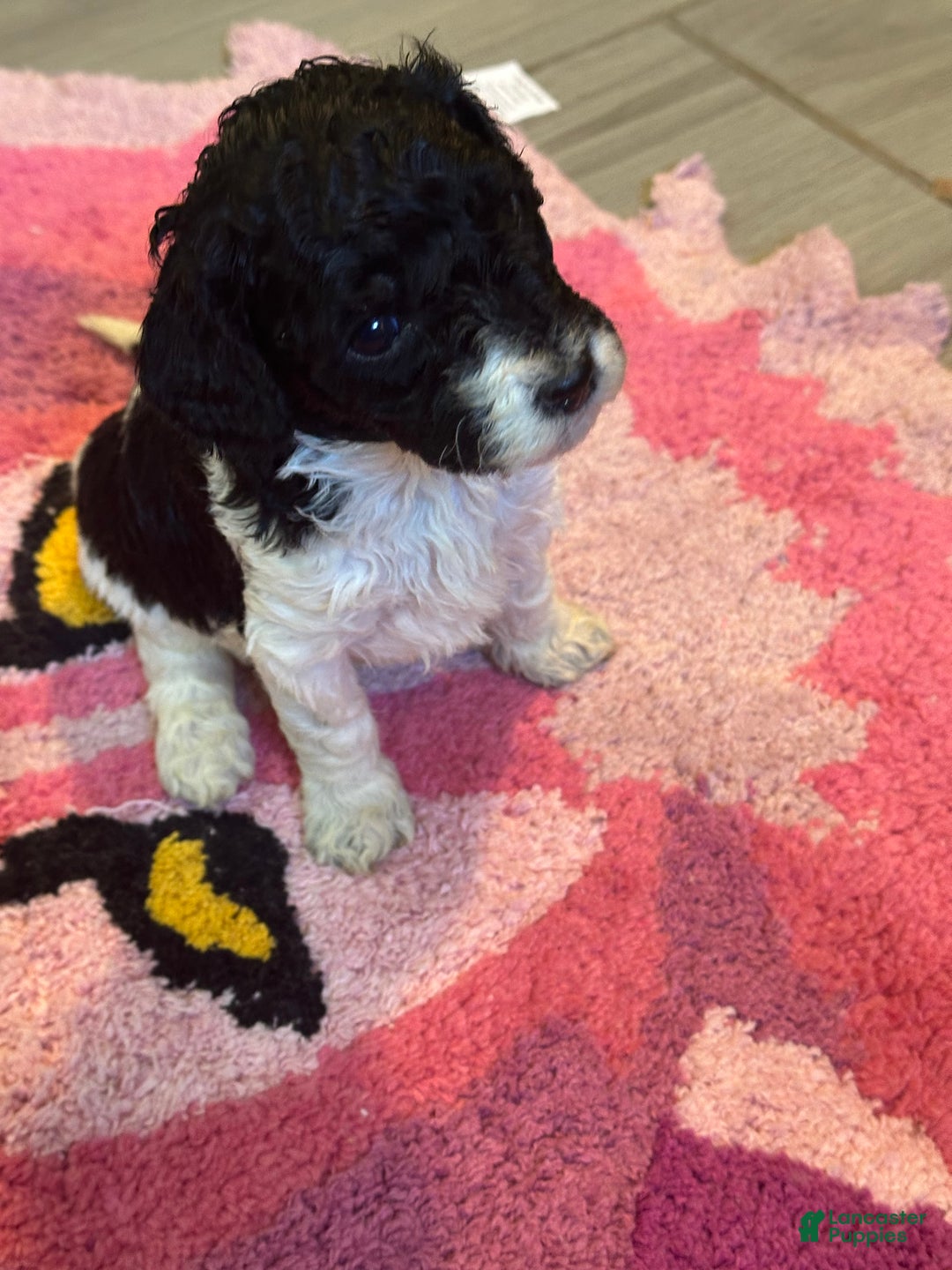 Mini Goldendoodle dogs for sale: Mini Goldendoodle Puppy 1 - Ad 3