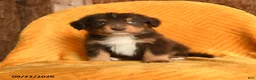 Mixed Breed dogs for sale: Ollie - Ad 3