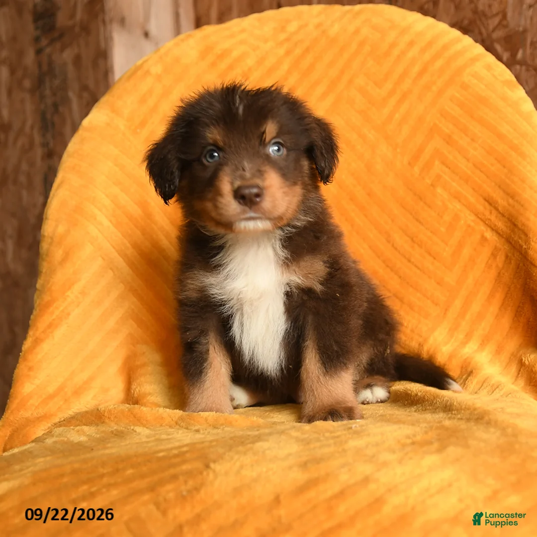 Mixed Breed dogs for sale: Ollie - Ad 3