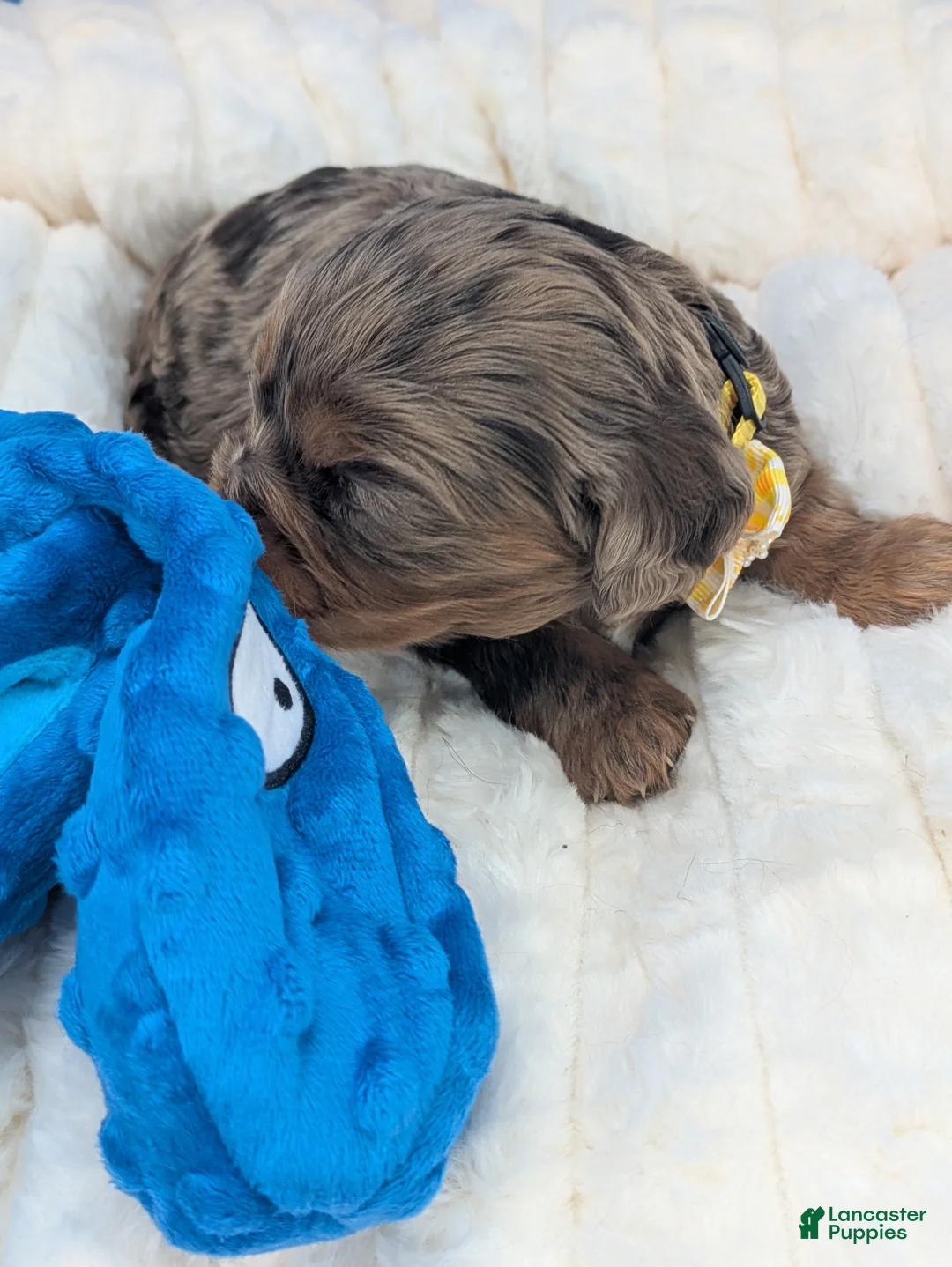 Cavalier King Charles Spaniel dogs for sale: Sangria  - Ad 2