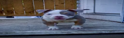 American Bully dogs for sale: Luck  - Ad 5