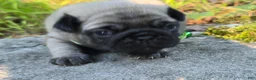 Pug dogs for sale: Luke - Ad 2