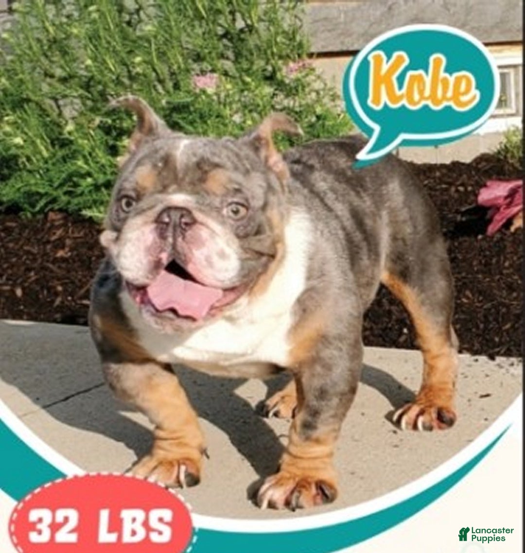 Beabull dogs for sale: Nick - Ad 7