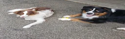 Australian Shepherd dogs for sale: Red merle male - Ad 5