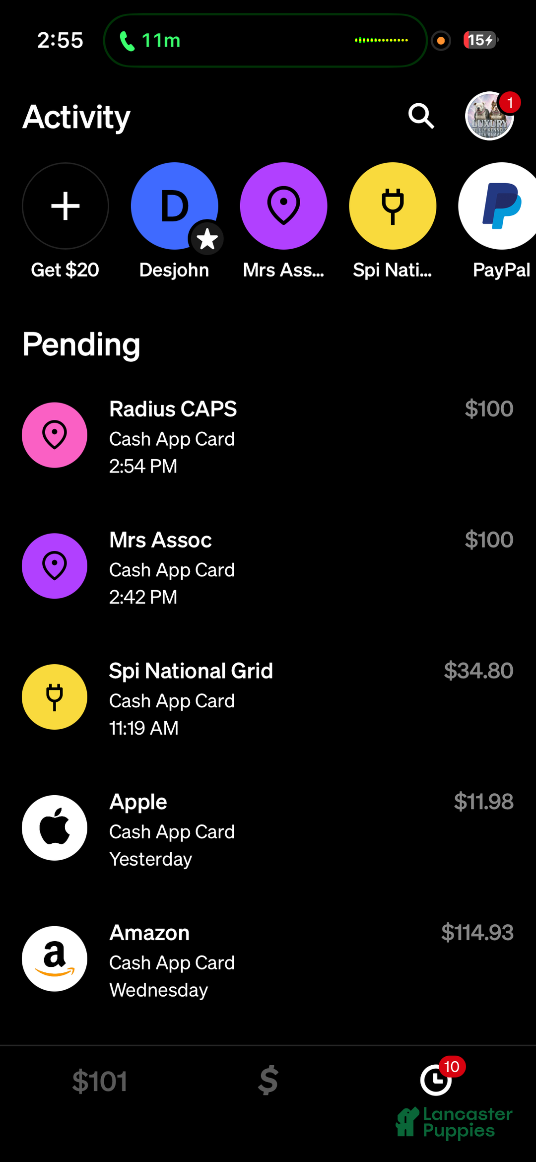 American Bully dogs for sale: Milli - Ad 11