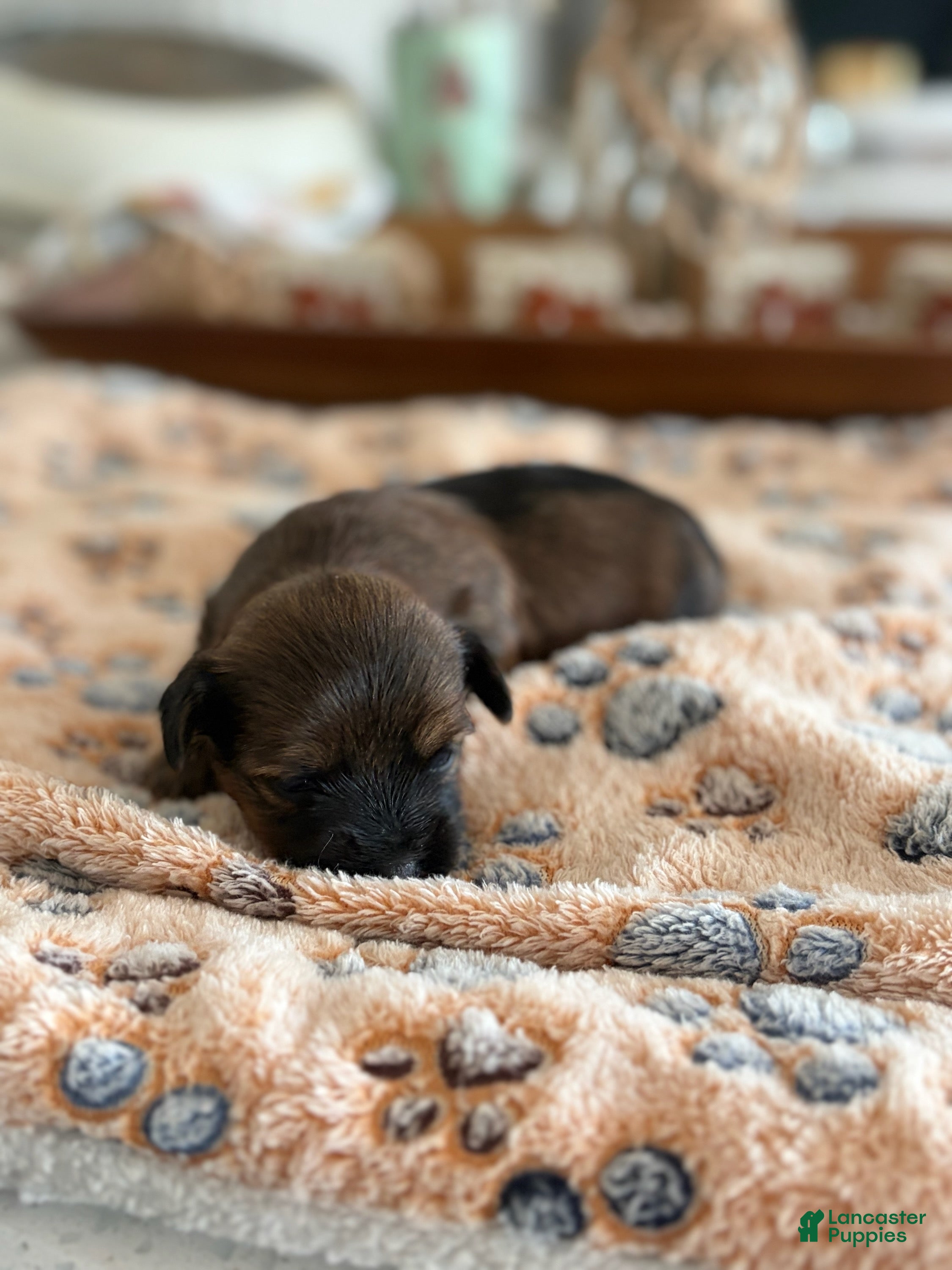 Yorkshire Terrier dogs for sale: Boy 1  - Ad 13