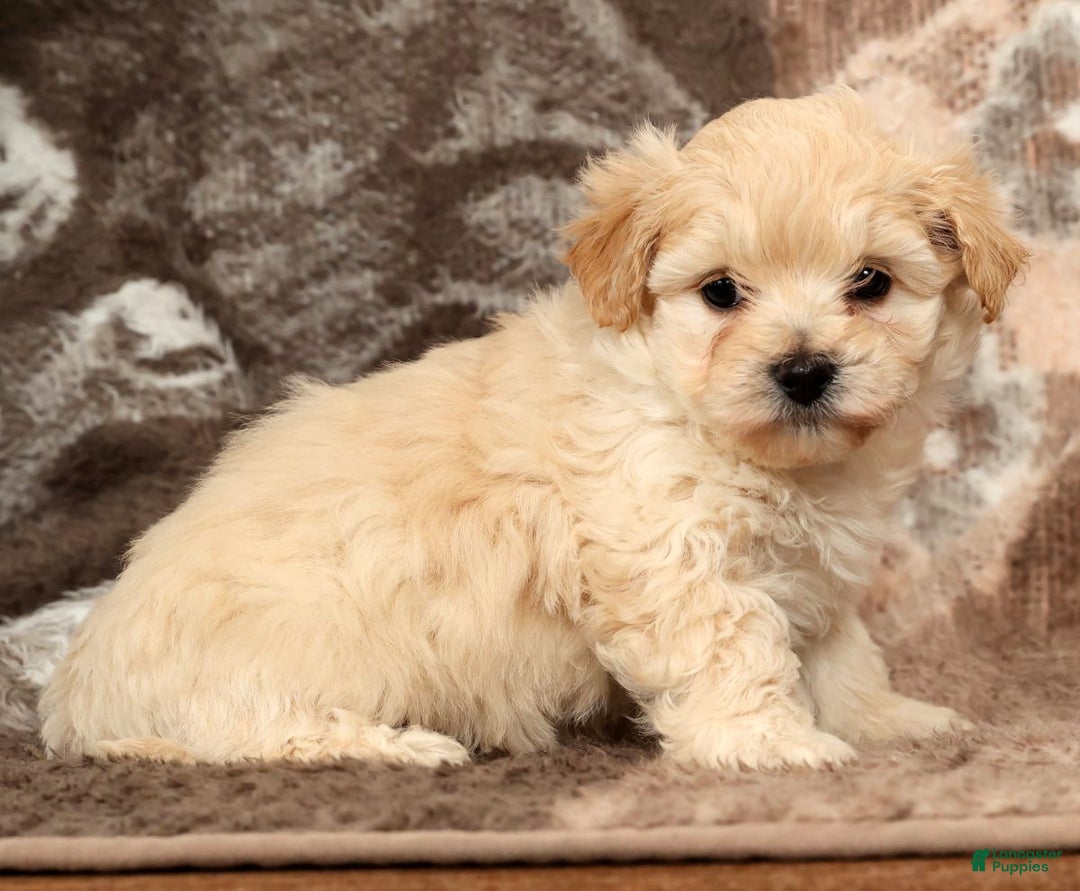 Maltipoo dogs for sale: Lexie - Ad 7