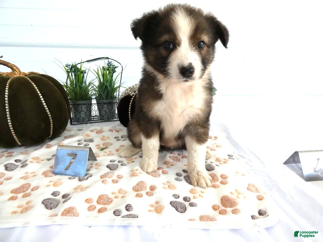 Mixed Breed dogs Mixed Breed 7 Bella - Ad 7