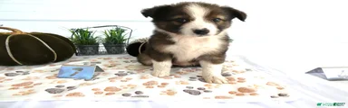 Mixed Breed 7 Bella