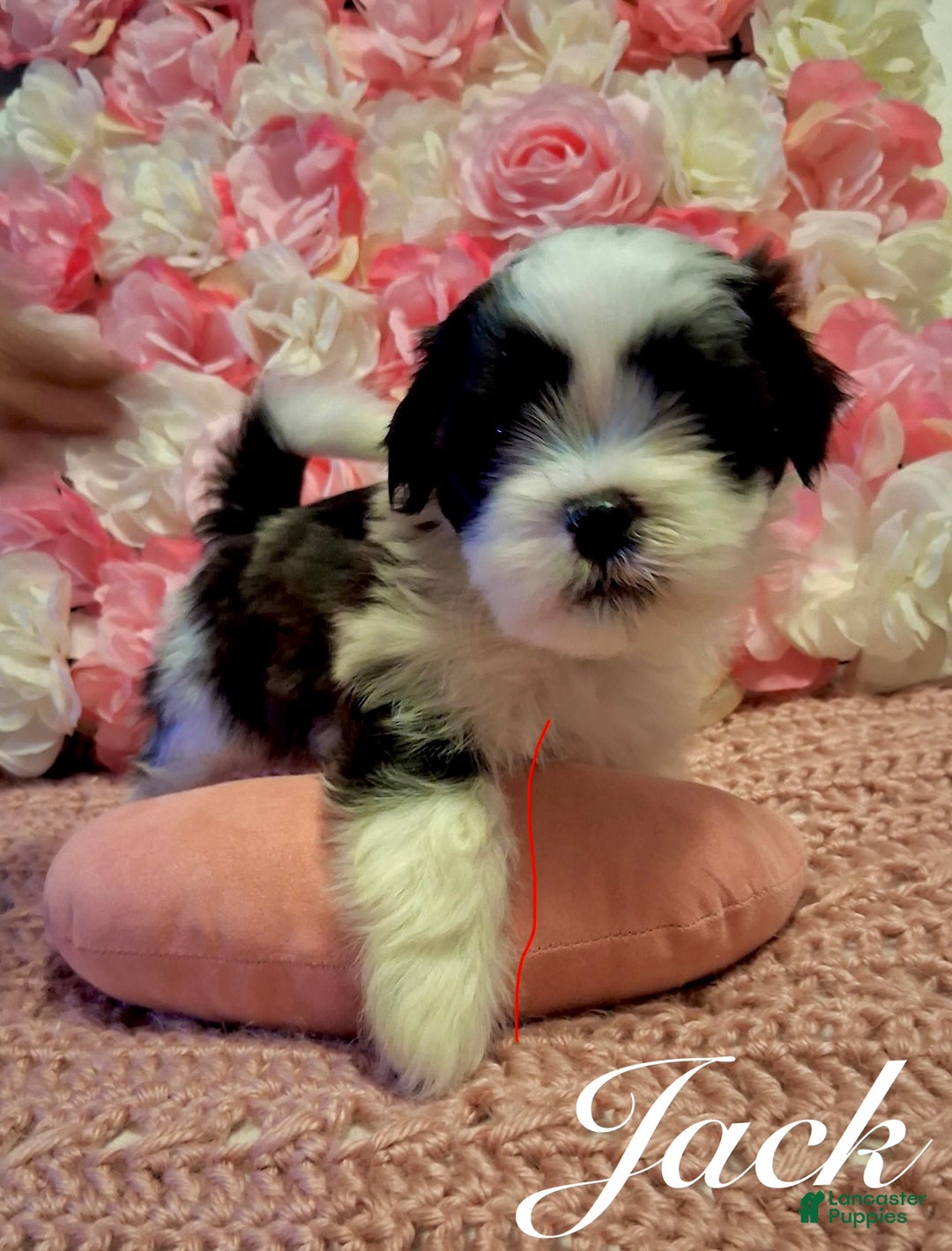 Shih Tzu dogs for sale: Jack - Ad 2