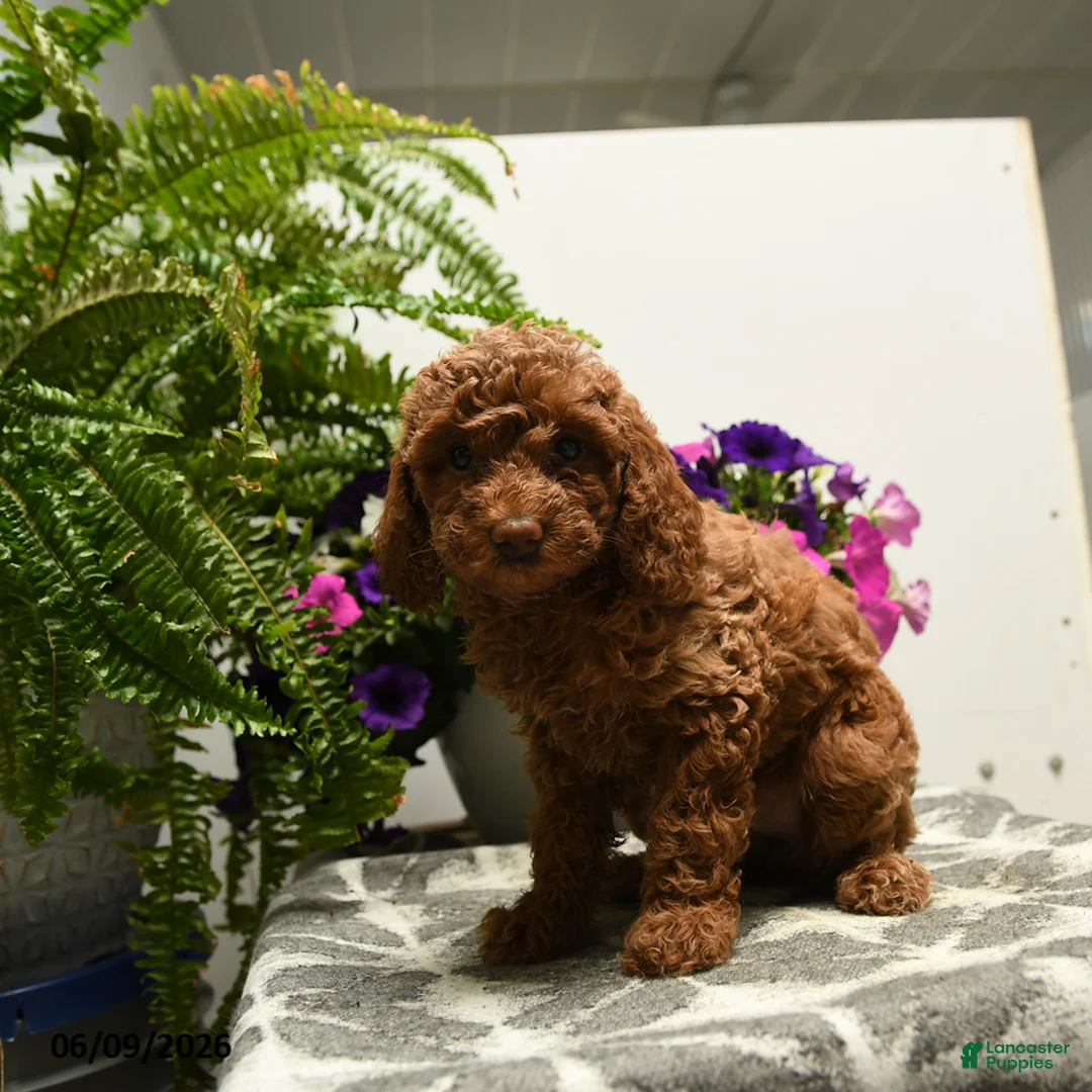 Toy Poodle dogs for sale: Hatty - Ad 5