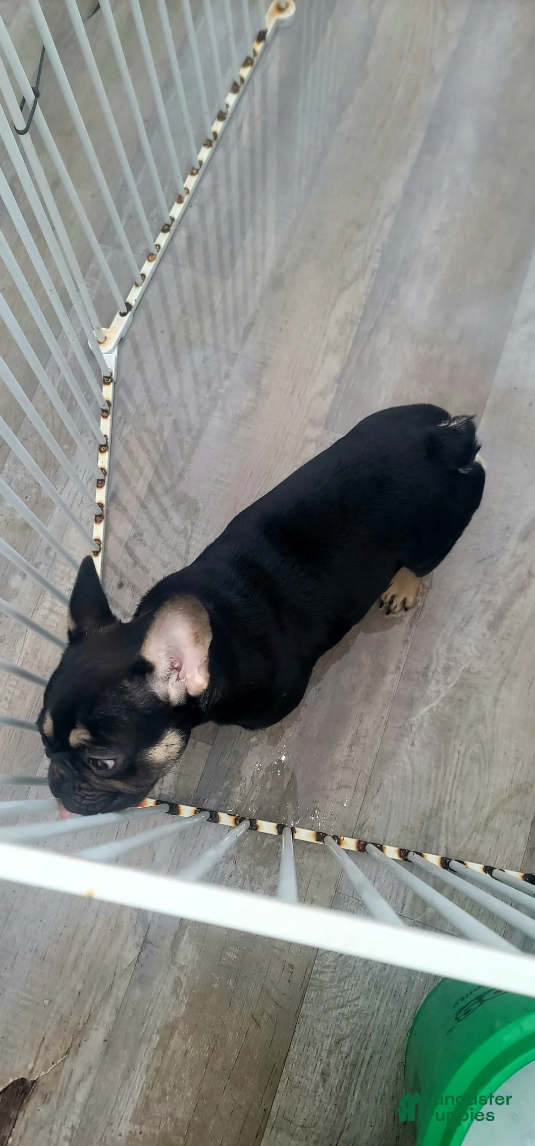 French Bulldog dogs for sale: French Bulldog Puppy 1 - Ad 2