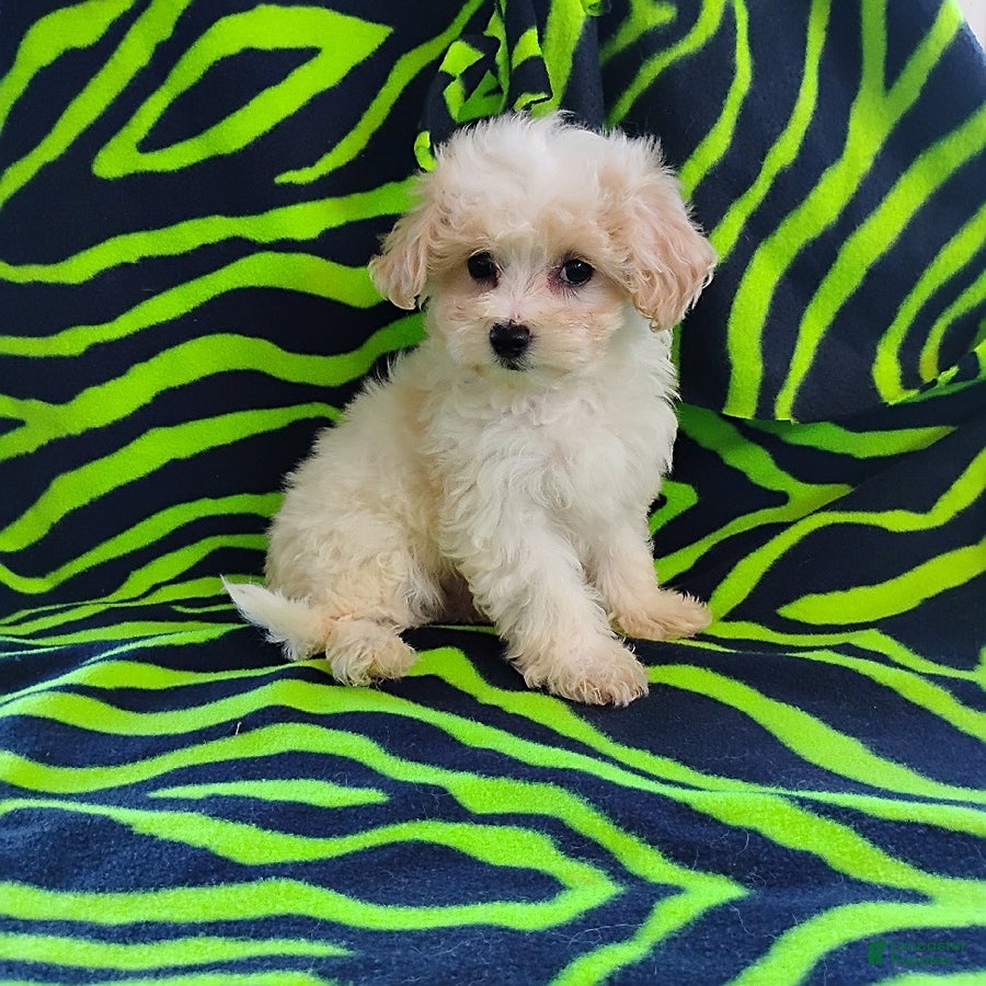 Maltipoo dogs Bentley - Ad 40