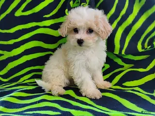 Maltipoo dogs Bentley - Ad 40