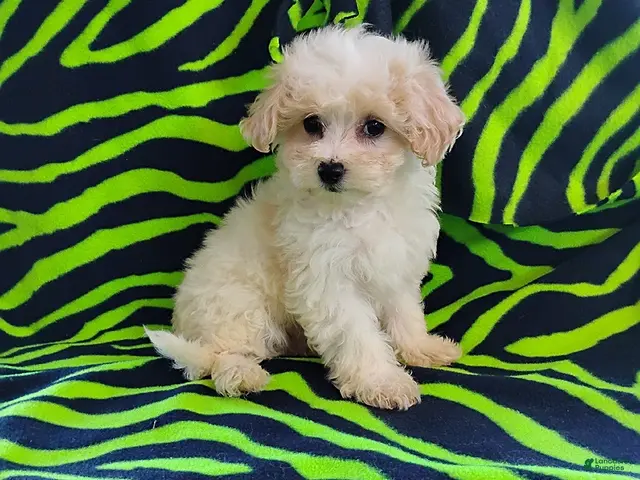 Maltipoo dogs for sale: Bentley - Ad 7