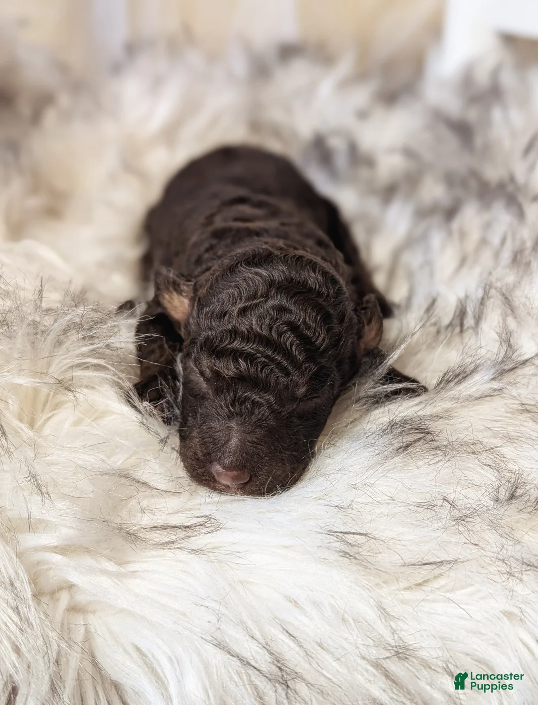 Mixed Breed dogs for sale: KARATE KID - Ad 5