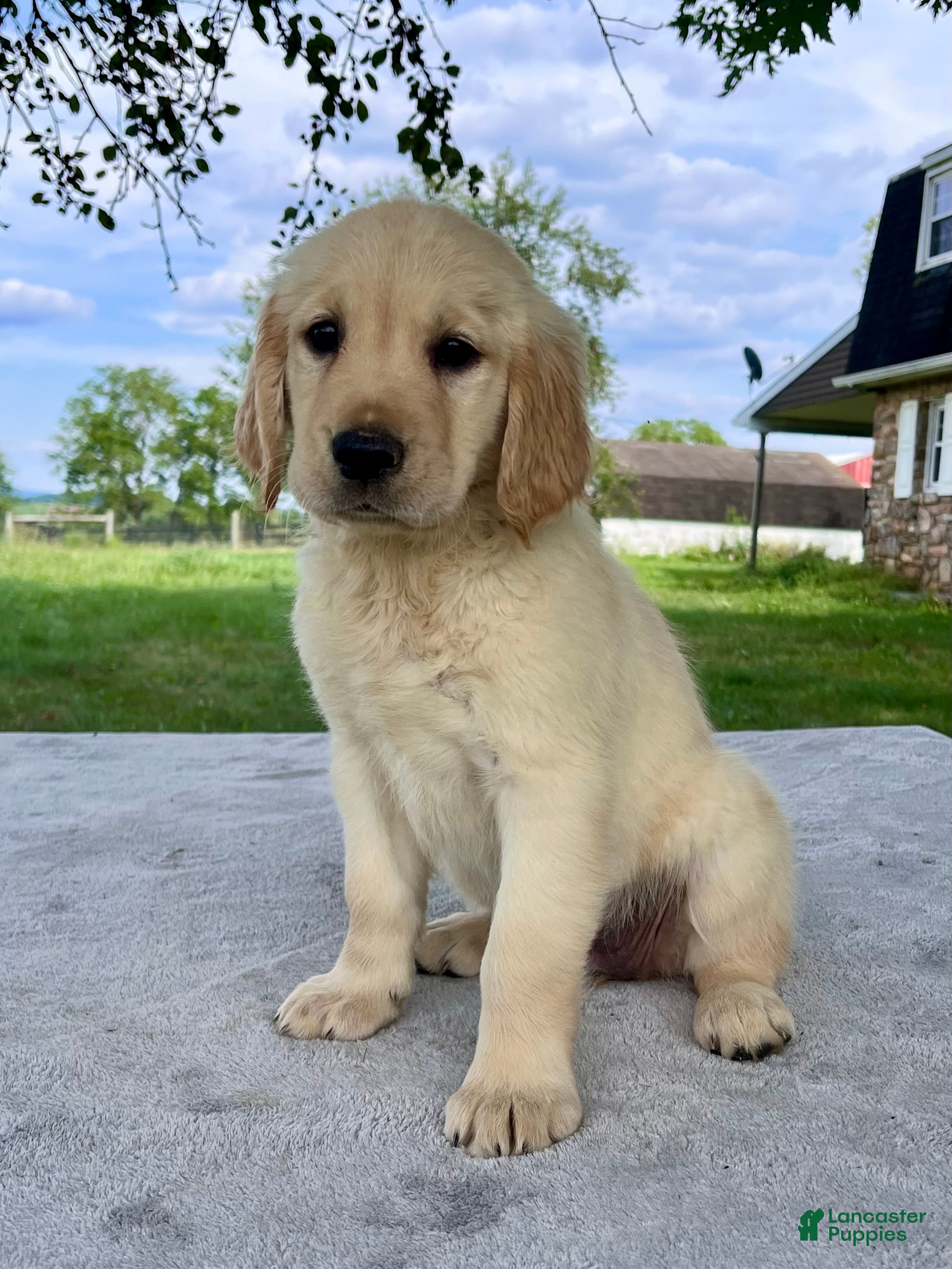 Golden Retriever dogs Gigi - Ad 2