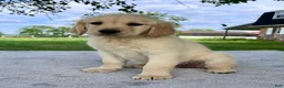 Golden Retriever dogs for sale: Gigi - Ad 2