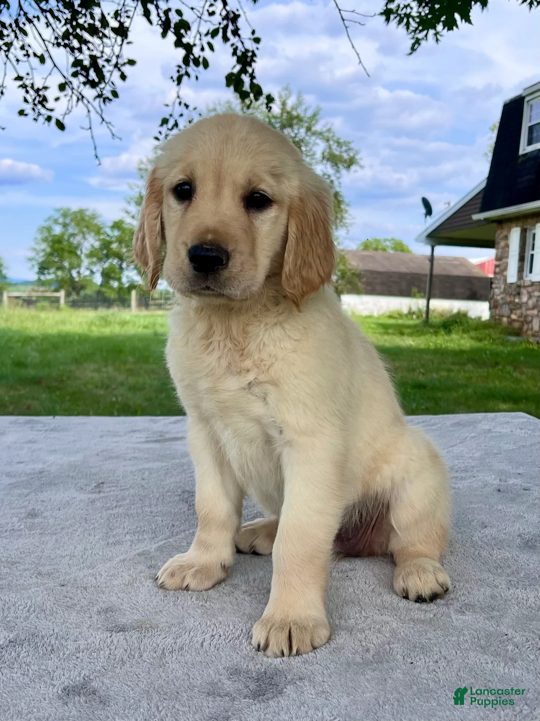 Golden Retriever dogs for sale: Gigi - Ad 2