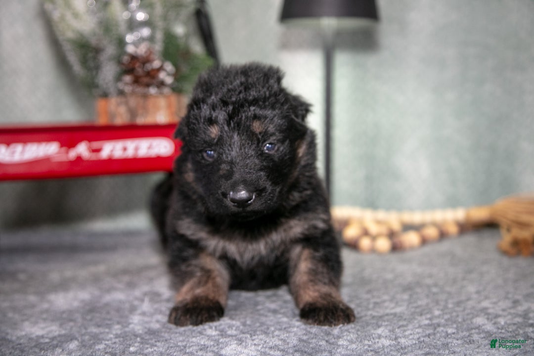 German Shepherd dogs for sale: Liam - Ad 3