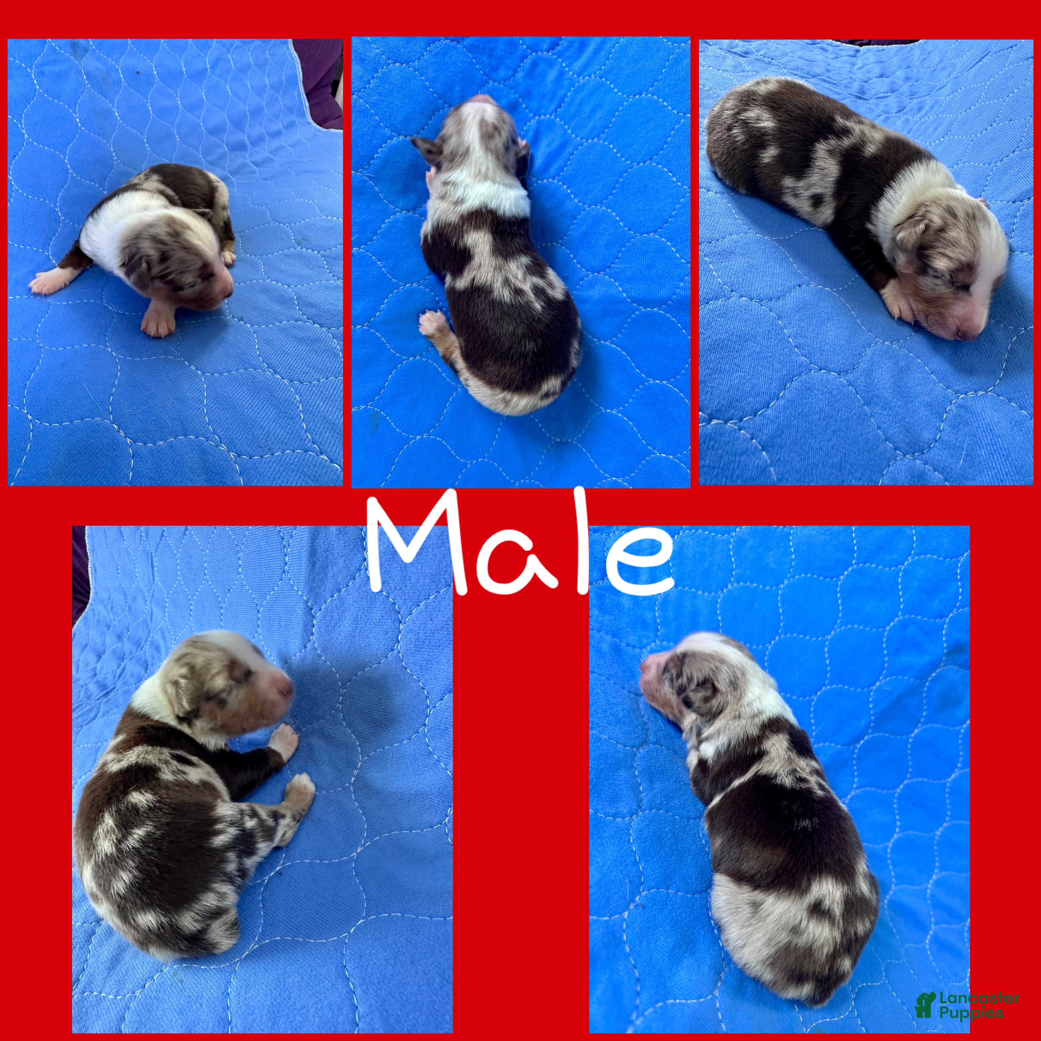 Mixed Breed dogs Mixed Breed Puppy 5 - Ad 21