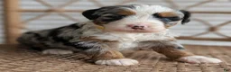 Bernedoodle dogs for sale: Shiloh  - Ad 11
