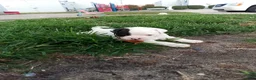 American Bulldog dogs for sale: American Bulldog 2 - Ad 1