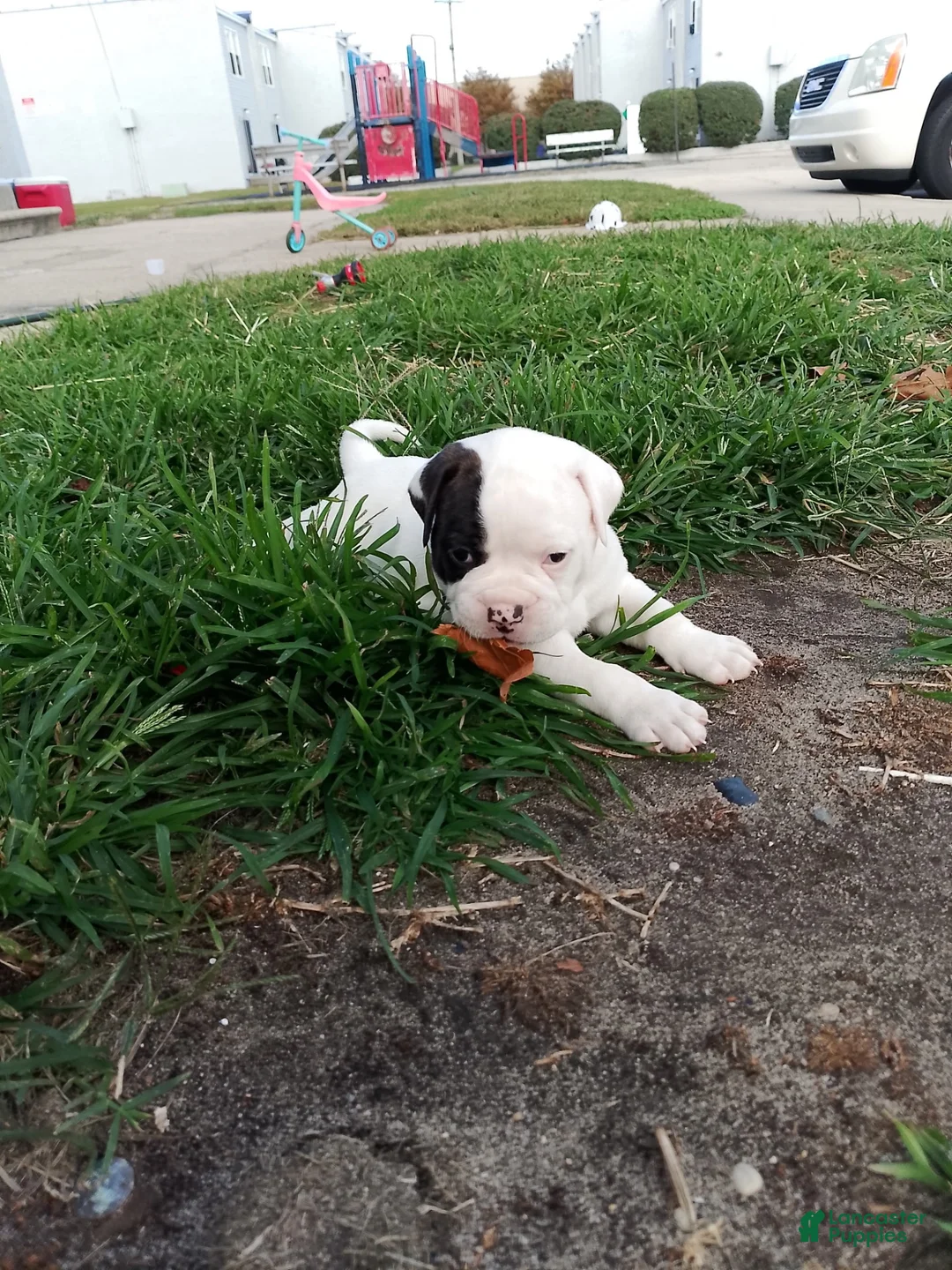 American Bulldog dogs for sale: American Bulldog 2 - Ad 1