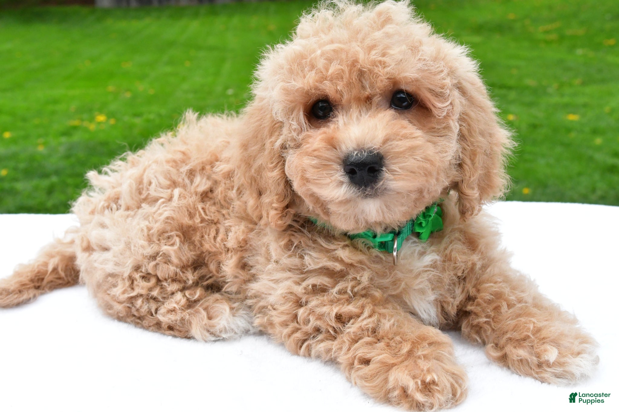 Bichpoo dogs Lizzy - Ad 1