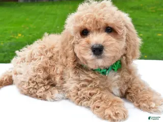 Bichpoo dogs for sale: Lizzy - Ad 1