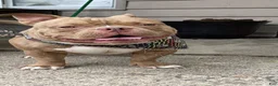 American Bully dogs for stud: Don Jwett of Krwnd Blood Bulliez - Ad 3