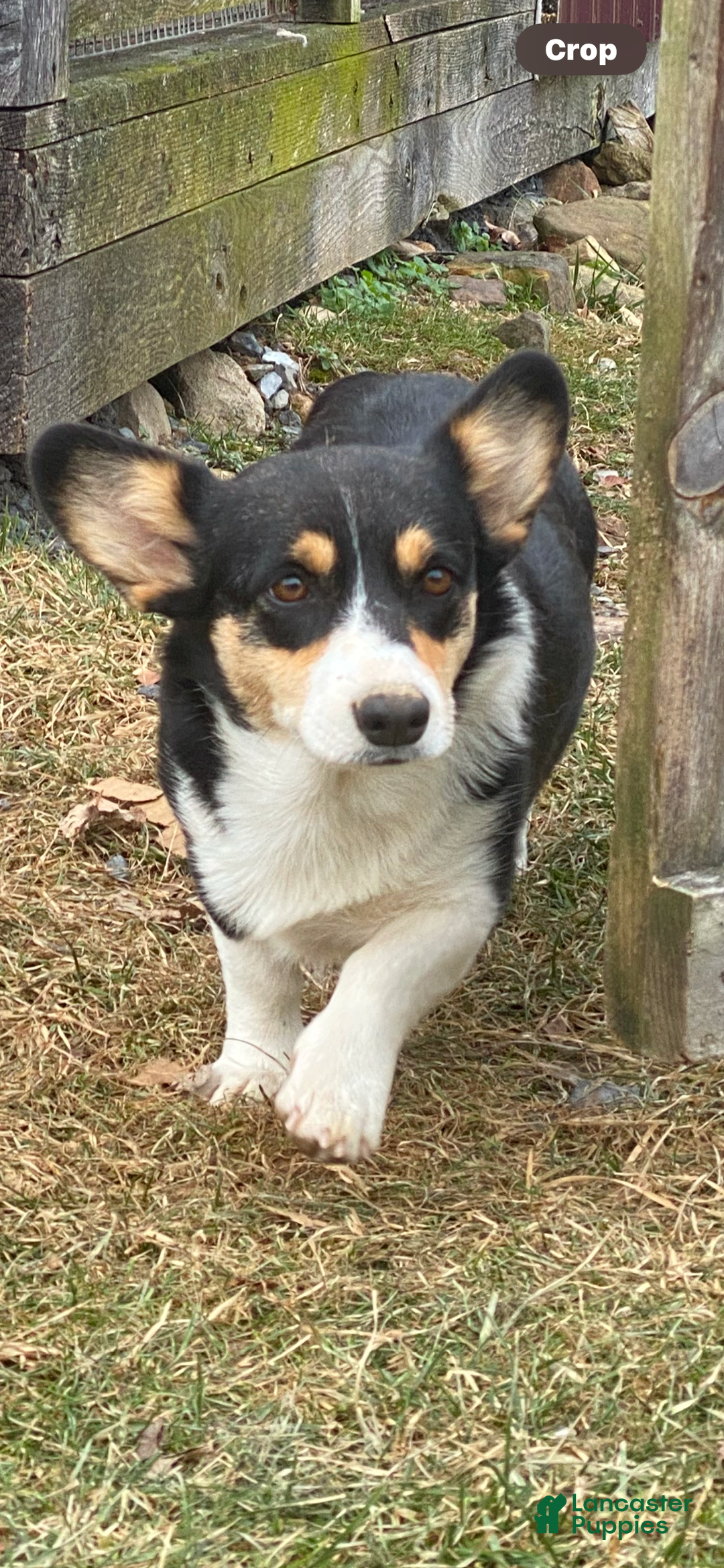 Welsh Corgi Pembroke dogs for sale: Dory - blue - Ad 4
