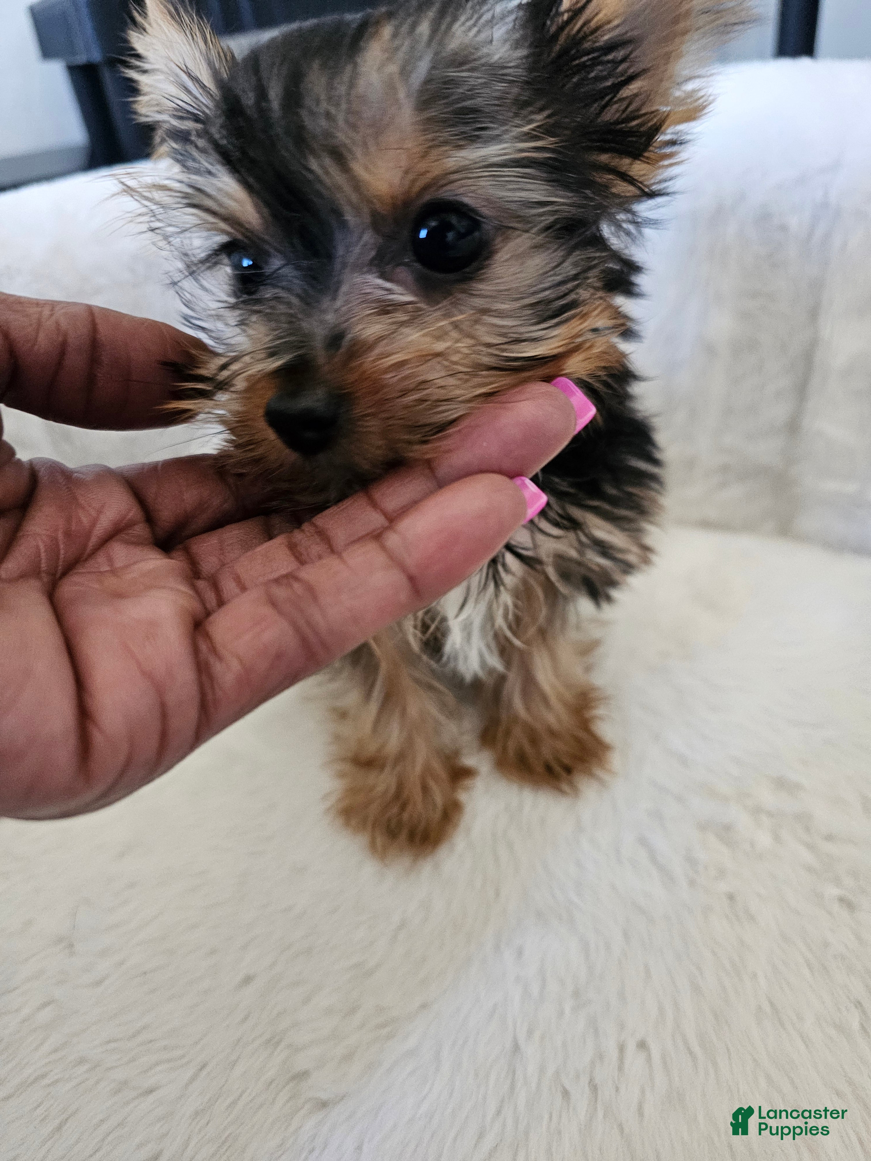 Yorkshire Terrier dogs Cabana - Ad 1