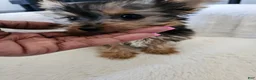 Yorkshire Terrier dogs for sale: Cabana - Ad 1