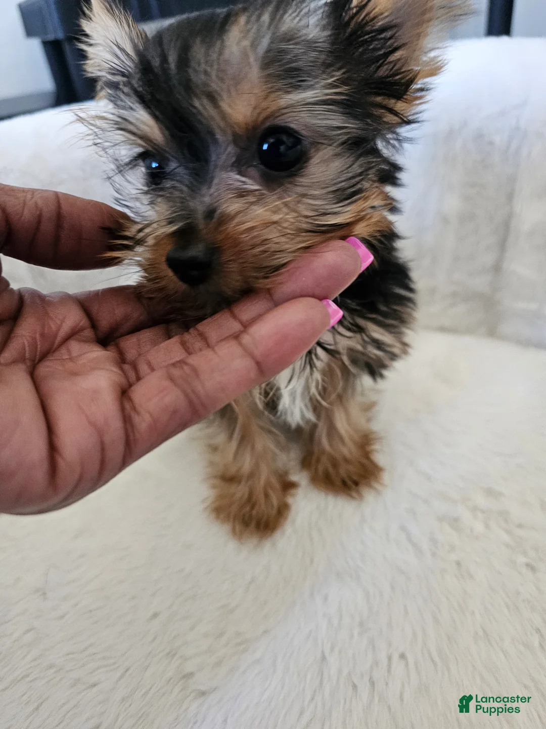 Yorkshire Terrier dogs for sale: Cabana - Ad 1