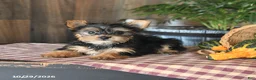 Yorkshire Terrier dogs for sale: Daisy - Ad 3