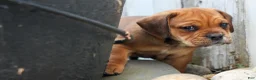 Beabull dogs for sale: Arthur - Ad 16