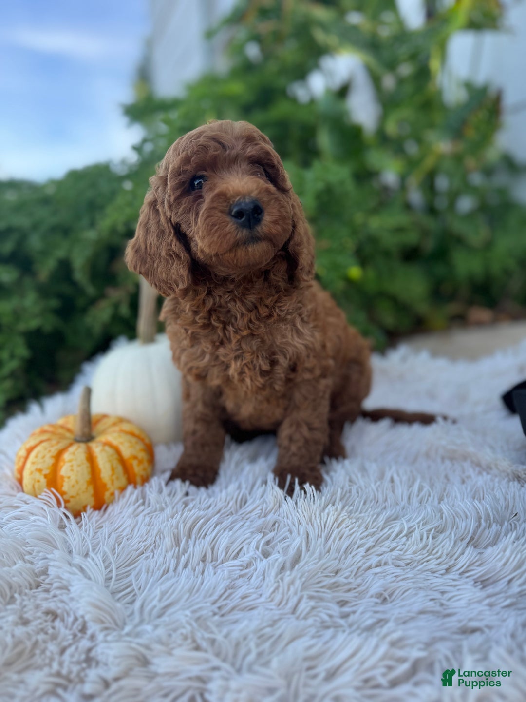 Mini Goldendoodle dogs for sale: Pumpkin - Ad 3