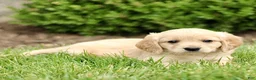 Miniature Golden Retriever dogs for sale: Travis  - Ad 2