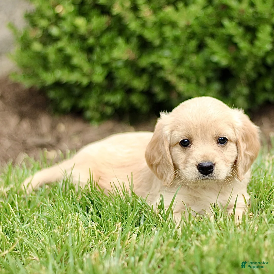 Miniature Golden Retriever dogs for sale: Travis  - Ad 2