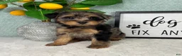 Yorkiepoo dogs for sale: Parker - Ad 3