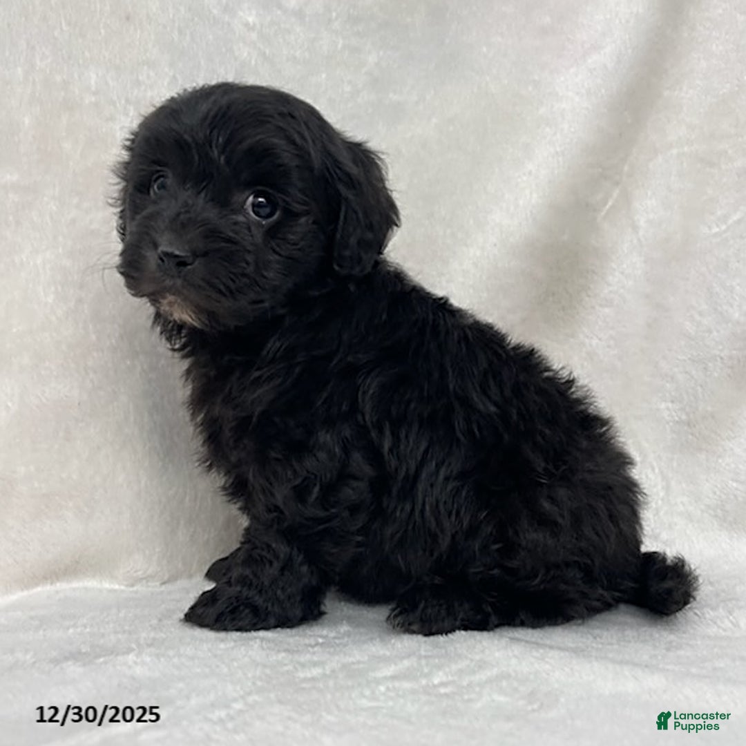 Maltipoo dogs for sale: Cuddles - Ad 3