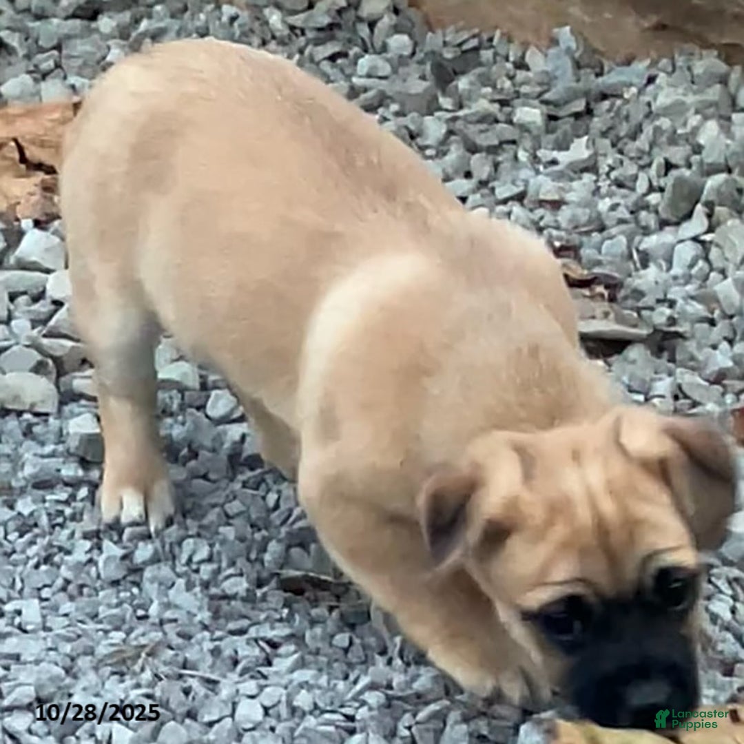 Jug dogs for sale: Leaf - Ad 4