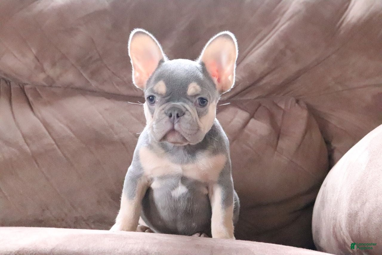 French Bulldog dogs Savannah - Ad 12