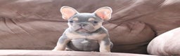 French Bulldog dogs for sale: Savannah - Ad 1